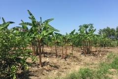 Afrokolumbianische Gemeinde Puerto Tejada