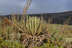 Parque Nacional Natural Sumapaz